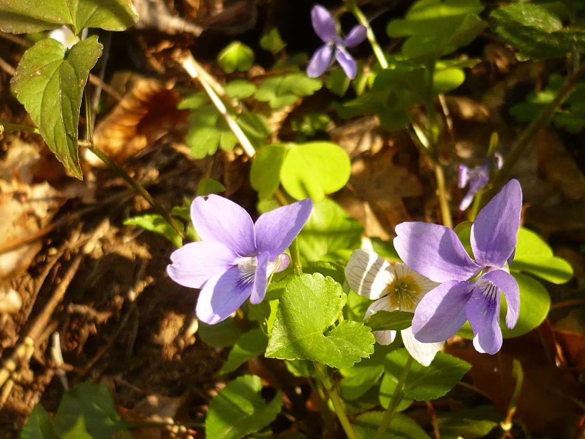 Viola reichenbachiana x V. riviniana (Violaceae)